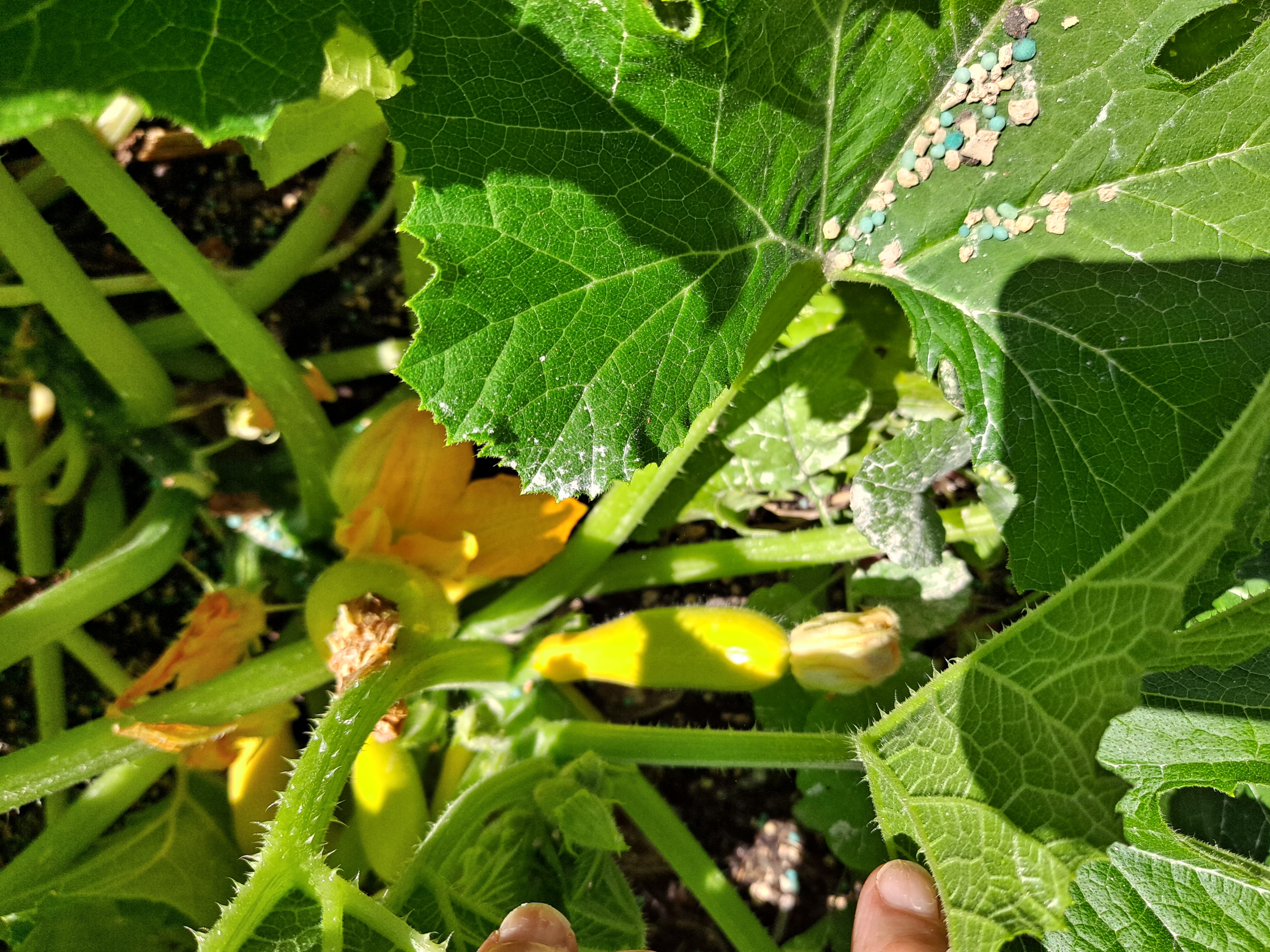 SummerSquash
